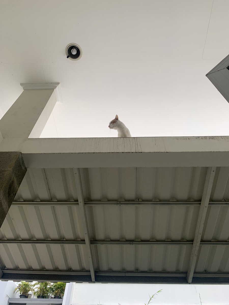 groundsymphony's tweet photo. @petsfess Ikutan dong, entah gimana caranya nyampe keatas situ yang pasti bikin heboh serumah https://t.co/BvgeVQRw23