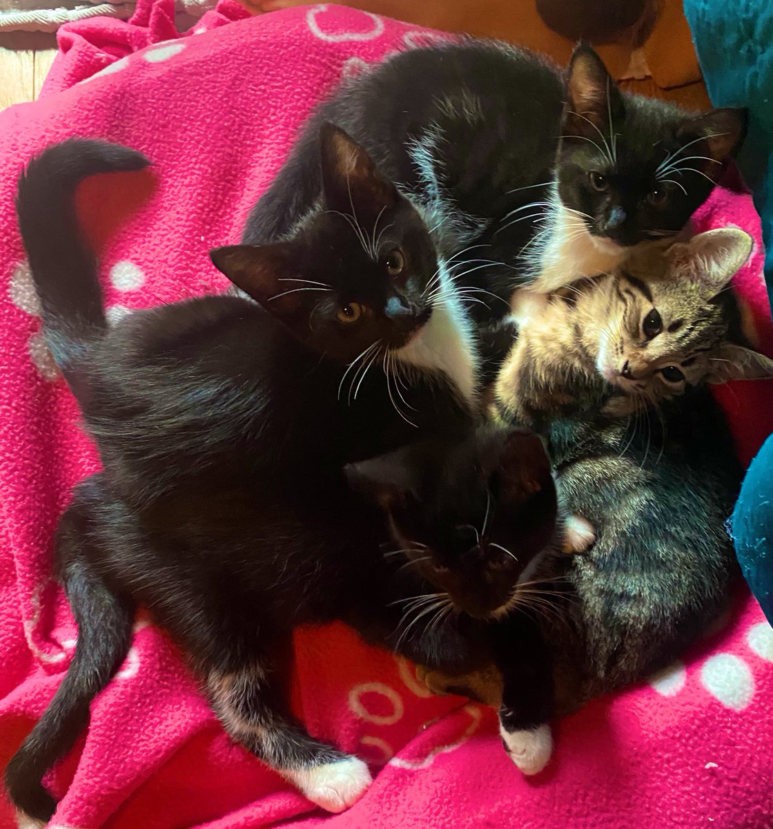 KittensCam's tweet photo. These guys have become much more affectionate & vocal since Thin Lizzie &their siblings left, which has been the only silver lining to letting them all go - they’ll be leaving tomorrow too 🫶
#fairycatmother #pearl #moonlight #emerald #jingle #kittenCam #theeight 🐾 https://t.co/odrm5Xaj2G