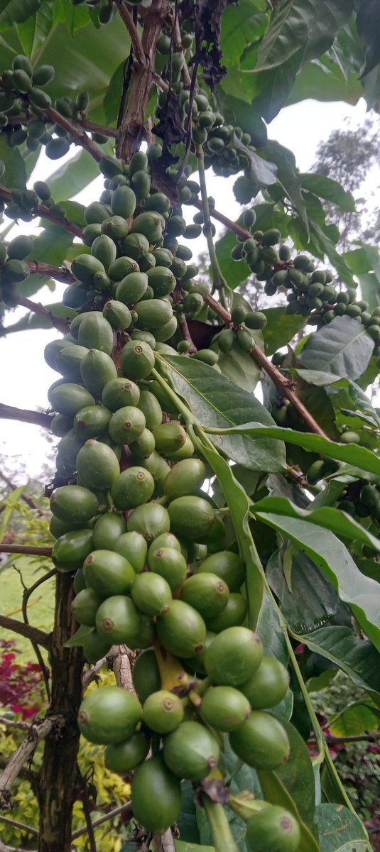 🇰🇪The Rustic Garden tweet media