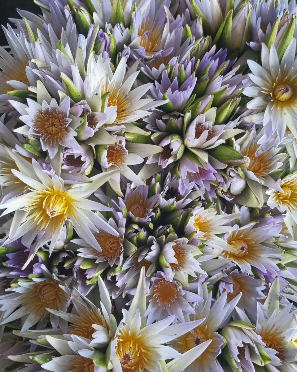 Rose-Maebiru Martin tweet media