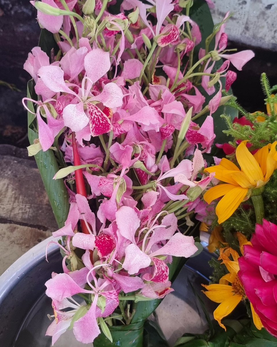 Rose-Maebiru Martin tweet media