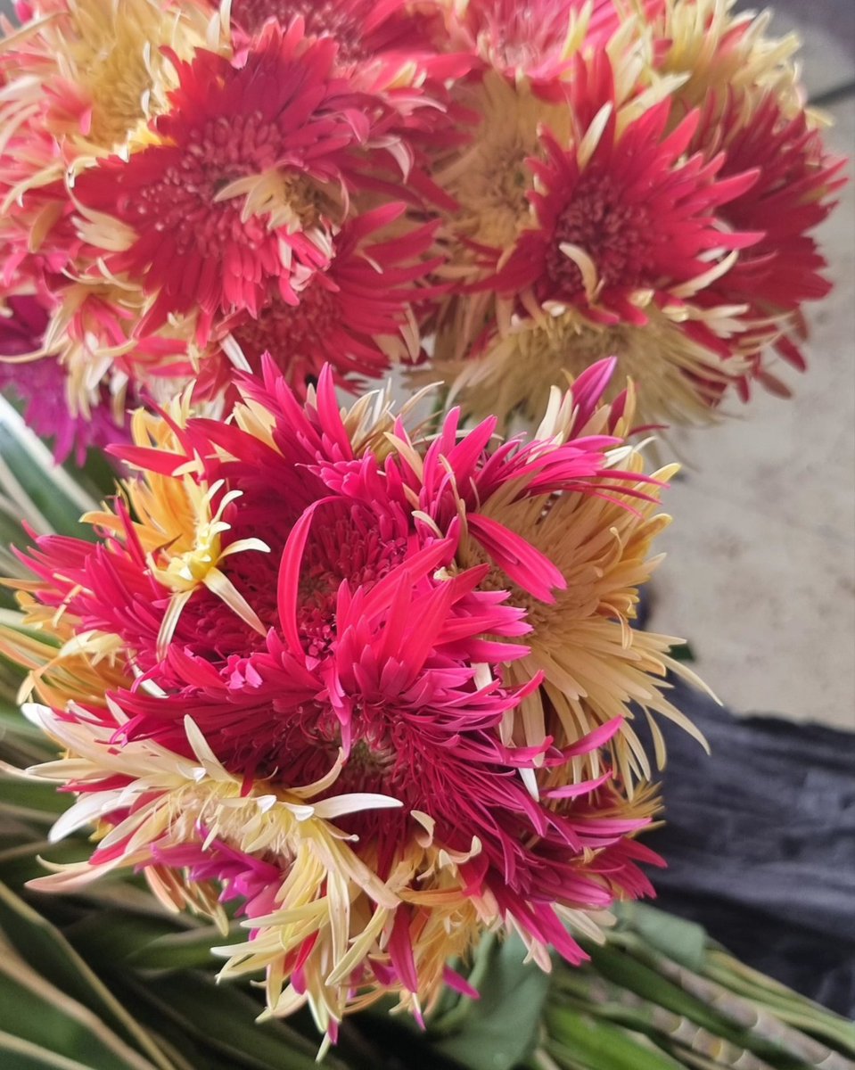 Rose-Maebiru Martin tweet media