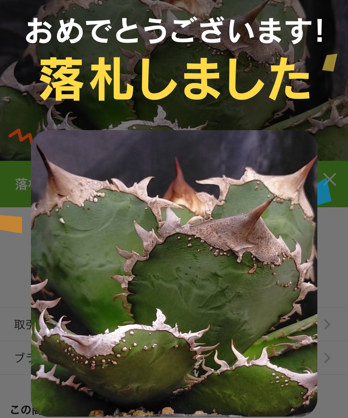ロック　アガベ　ロウルサンコ Yahoo!オークション - ロック Rock キズあり 多肉植物 アガベ 発
