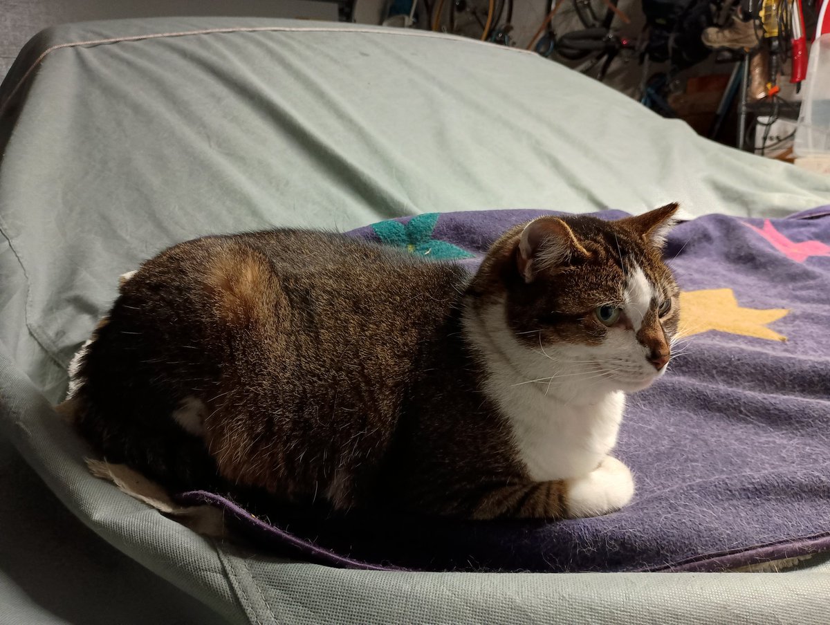 droolycat tweet picture