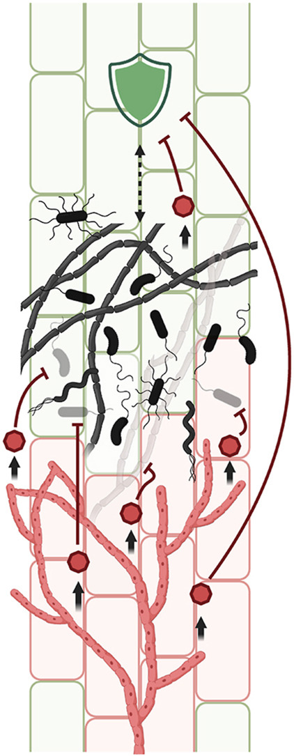 Akos T. Kovacs (@evolvedbiofilm) on Twitter photo Meddling with the microbiota: Fungal tricks to infect plant hosts
Curr Opin Plant Biol by <a href="/f_mesny/">Fantin Mesny</a> et al from <a href="/Team_Thomma/">Team Thomma @teamthomma.bsky.social</a>
sciencedirect.com/science/articl… Meddling with the microbiota: Fungal tricks to infect plant hosts
Curr Opin Plant Biol by <a href="/f_mesny/">Fantin Mesny</a> et al from <a href="/Team_Thomma/">Team Thomma @teamthomma.bsky.social</a>
sciencedirect.com/science/articl…