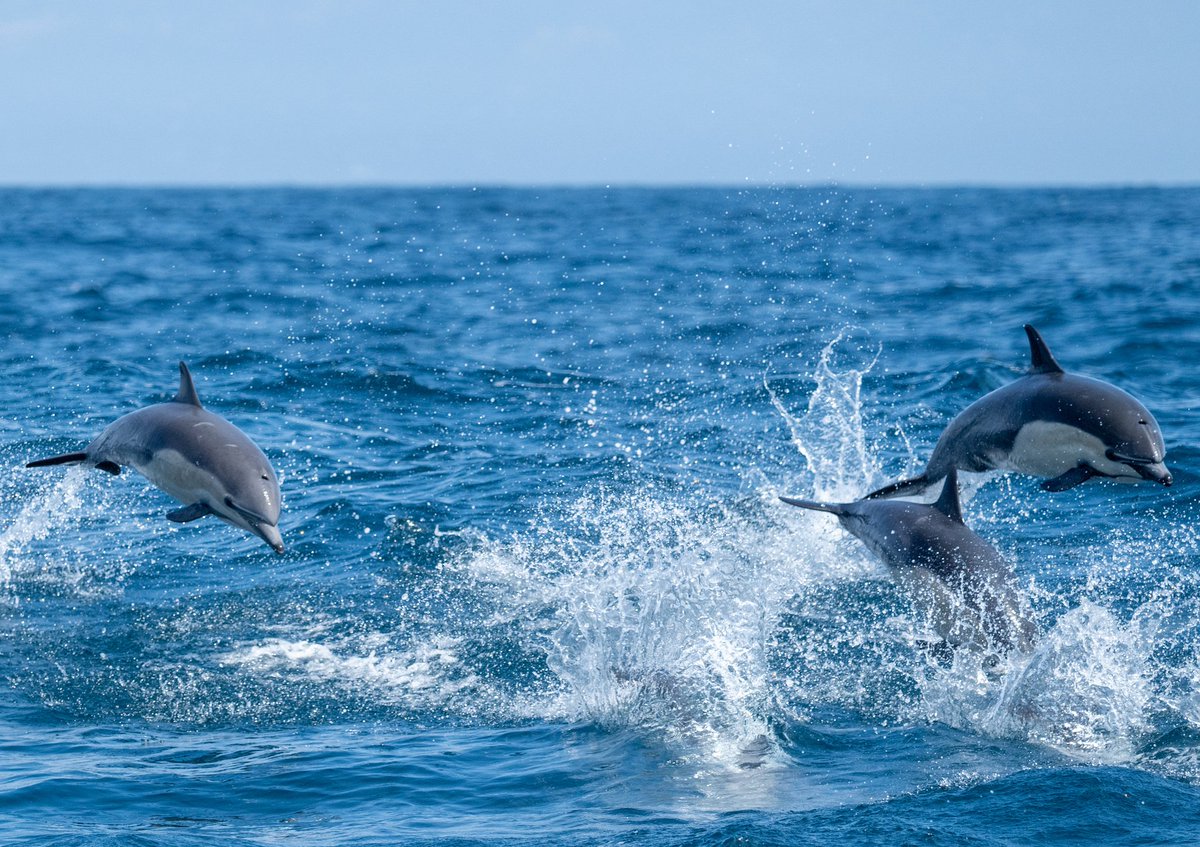 Brett "Solidarity 2025" Banditelli tweet media