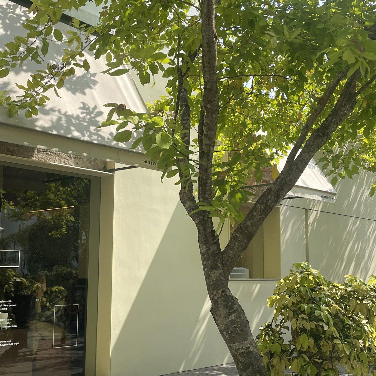 mapleons's tweet image. 