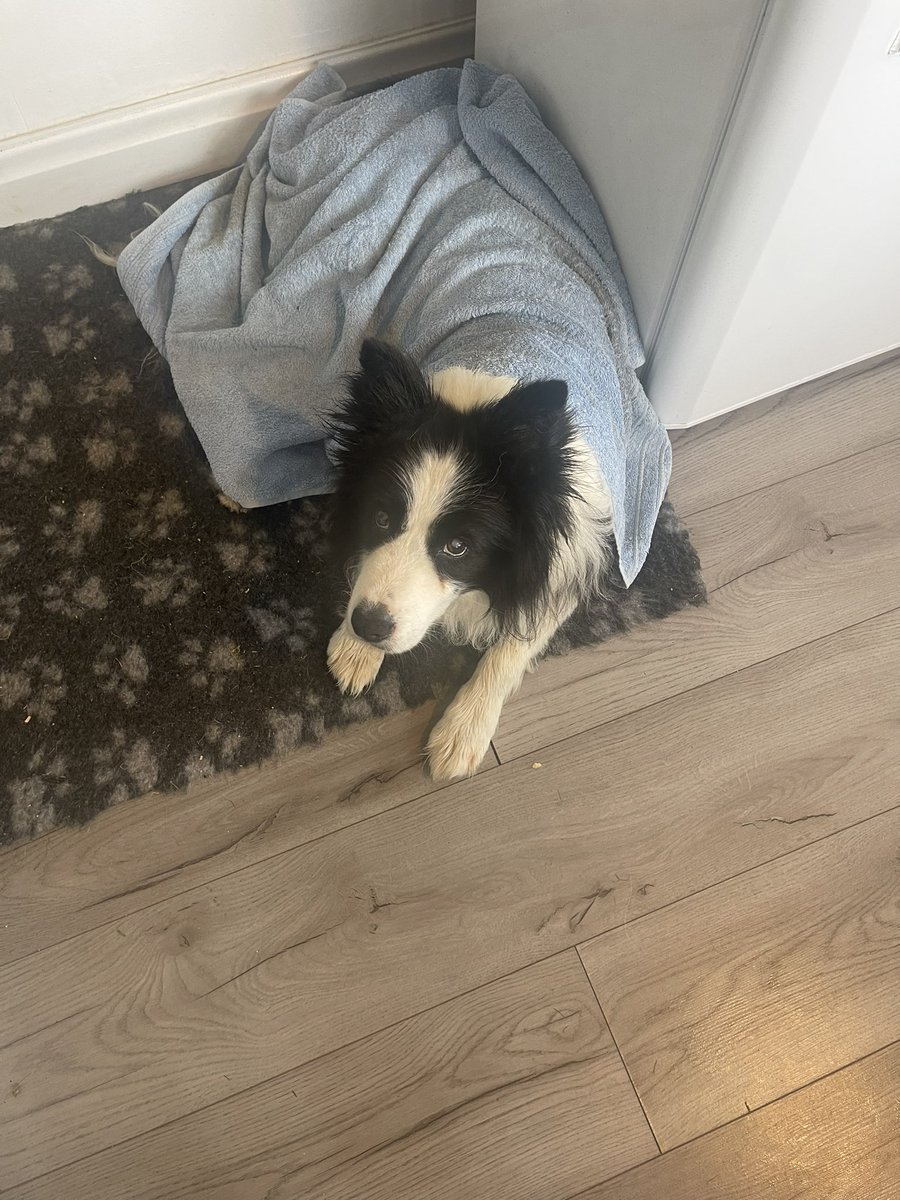 Listening to <a href="/PaddyMcGuinness/">Paddy McGuinness ❤️</a> playing Agadoo and embarrassingly coming to the realisation that I still know every single word but worse than that all the dance moves on my own in the kitchen being judged by the dog! <a href="/ArchieDog4/">Archie Dog aka Tefryn Chase the Dream 🐶🐾💙</a> 🫣😂
<a href="/BBCRadio2/">BBC Radio 2</a> <a href="/OwainWynEvans/">Owain Wyn Evans</a> #radio2inthepark