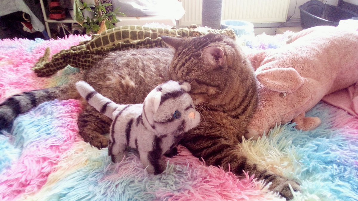 Kater's Welt! tweet media