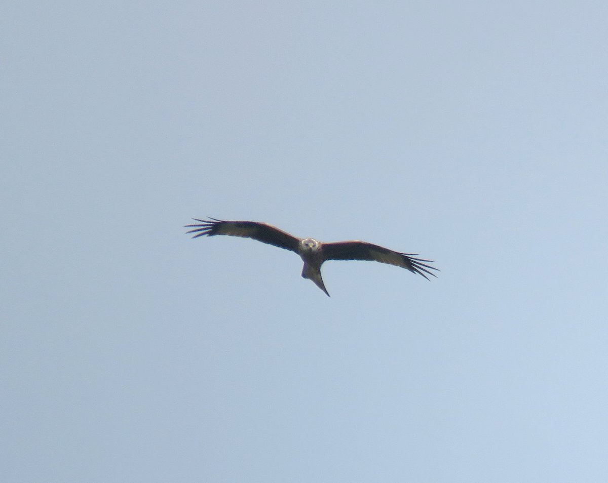 Altijd wel weer iets gaafs te zien tijdens vogeltrektellen vanaf een van de vele uitkijkheuvels van het Natuurpark Moor-Veenland: gister onder andere de wespendief, visarend, rode wouw en vele vlinders (atalanta's en dagpauwogen) die ook massaal naar het zuiden trekken!