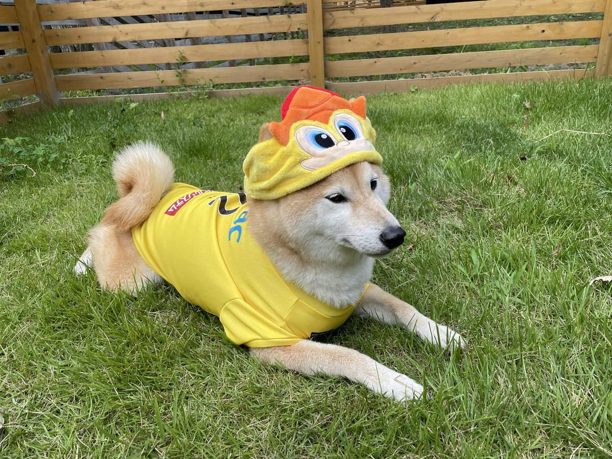 レイソル頑張れ⚽️ tweet media