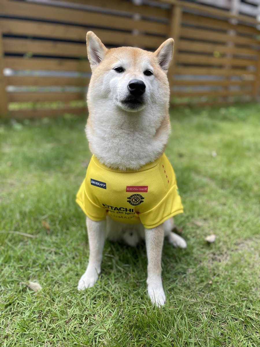 レイソル頑張れ⚽️ tweet media