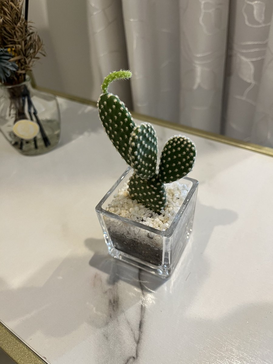 convinc14311202's tweet photo. お店のサボテンが芽？出てきたのですが、どうしたらいいのでしょう？このまま放置でいいのかしら🤔
どなたかご存知の方がおられましたらご教示下さいませ！
#さぼてん #カウンセリングサロン #大須観音 #エイジングケア https://t.co/lyKvuIxgxq