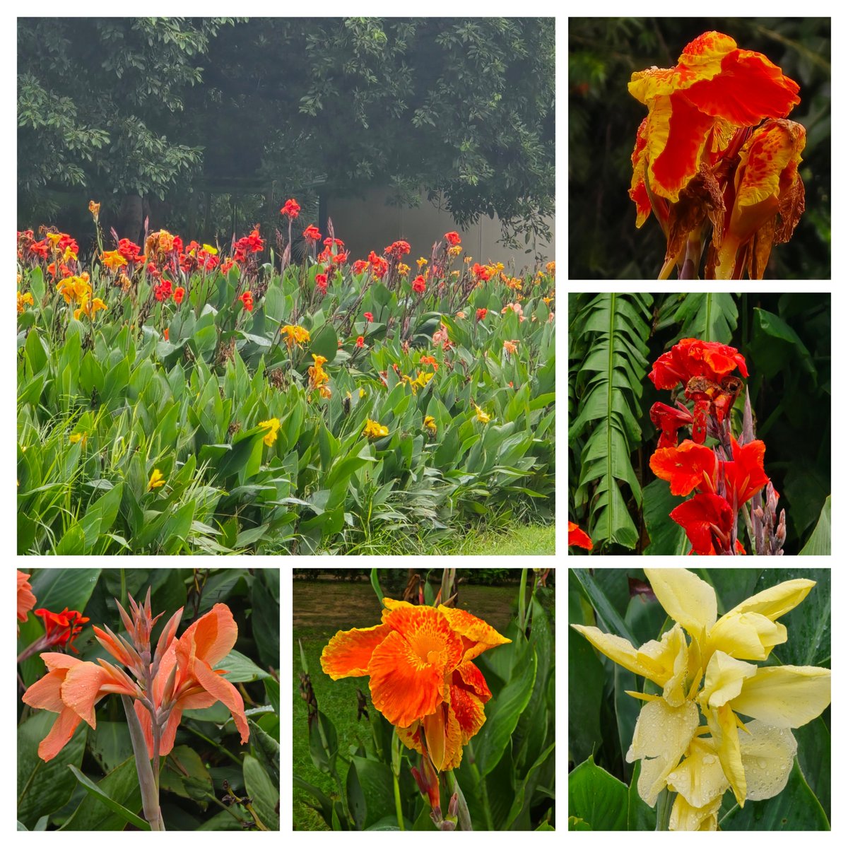 The #Canna collection, in #Nehrupark, on a humid overcast morning.

According to Wikipedia,  Canna is native to the American tropics and naturalized in Europe, India and Africa in the 1860s.

Each flower appears to have five 'petals' but these are actually other floral structures