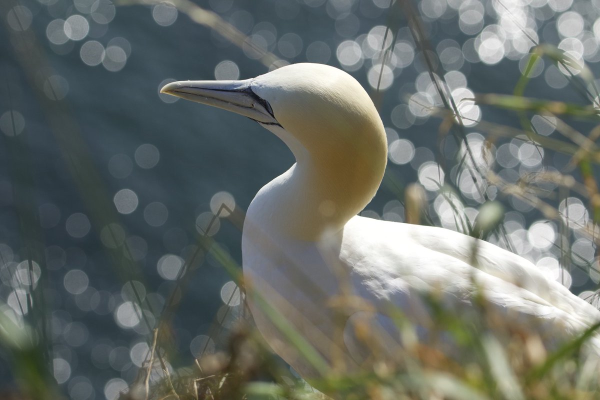 Caz_ell's tweet photo. @SteelySeabirder A gannet, taken at Bempton Cliffs last month.
#SuperSeabirdSunday https://t.co/7sO1BniKqs