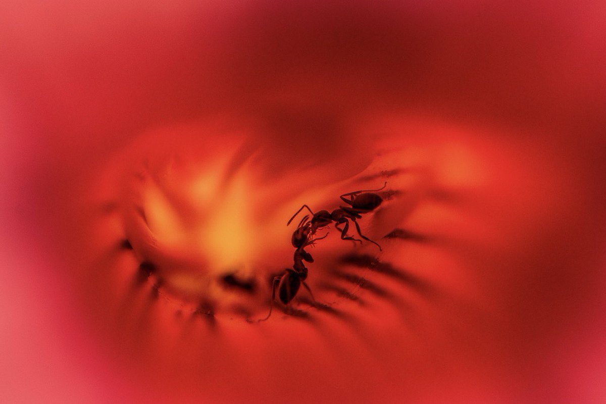 Estamos felices.
Ayer nuestro hijo Miguel consiguió el segundo premio del Certamen de Jóvenes Creadores Madroño, organizado por el Ayuntamiento de Madrid, en la modalidad de fotografía. 
La foto fue esta fascinante imagen de dos hormigas peleando en una flor.
Enhorabuena, hijo ❤️