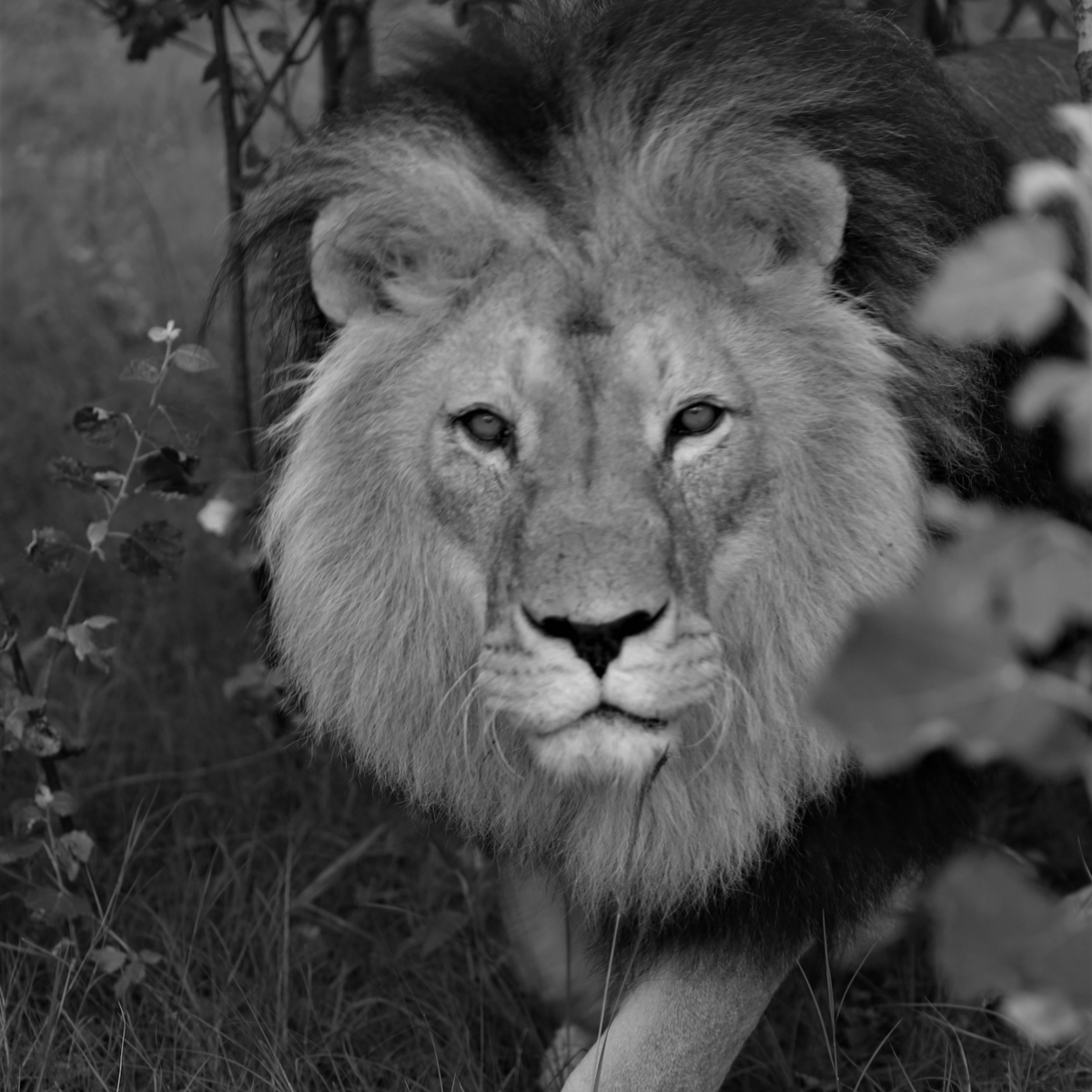 FOUR PAWS International tweet media