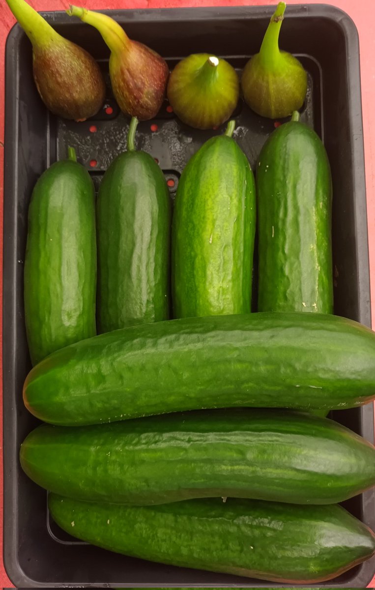 GardenHamster's tweet photo. As poor a #SUMMER2024 as I can remember but not a bad #harvest https://t.co/8rIZkcLftK