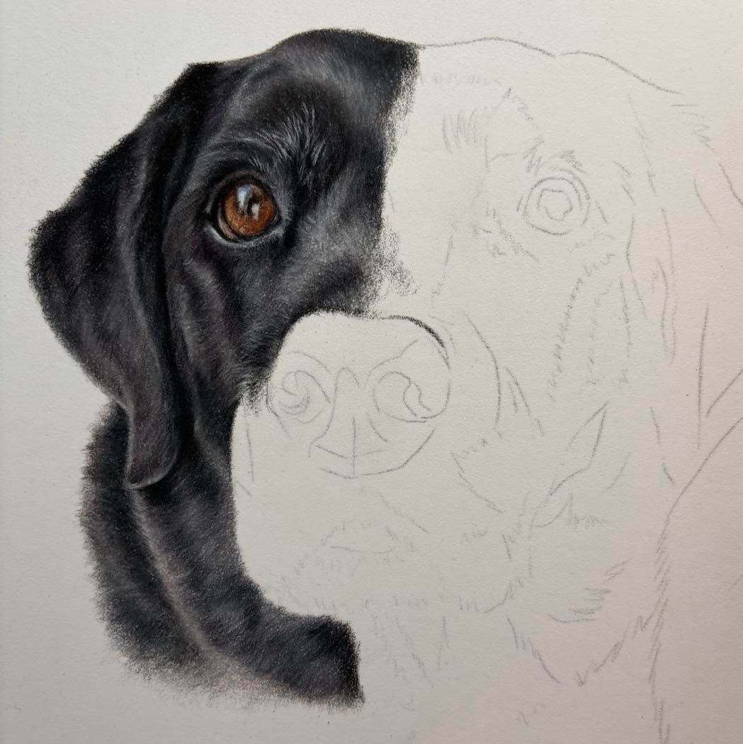 MeganArtUK's tweet photo. More progress on gorgeous Labrador cross, Riley! I do love an older face when then get those gorgeous grey sprinkles. Riley also has the most gorgeous brown eyes.
#dogs #labrador #labcross #petportrait https://t.co/j6LldRYExm