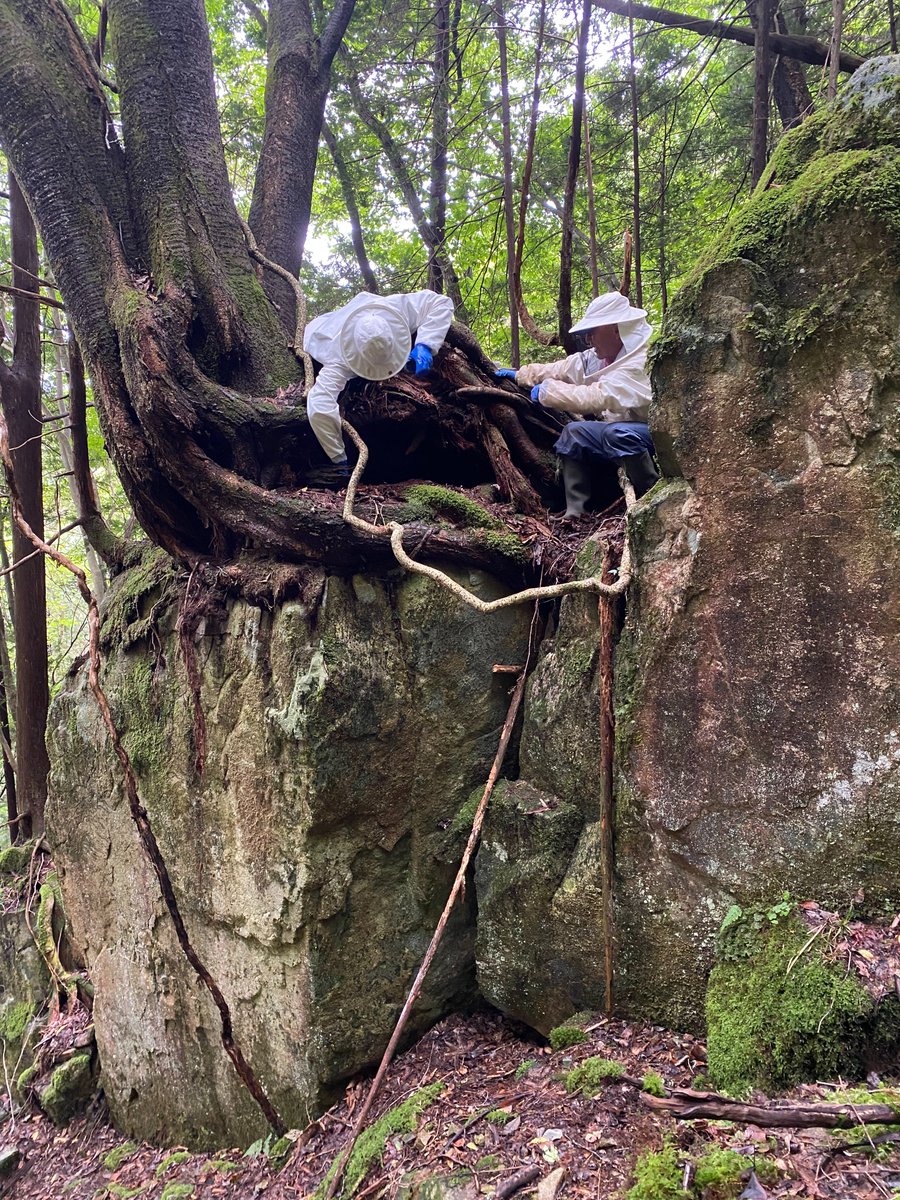 #WaspFarming #Japan
Living evidence that wasps can be farmed, just like bees, for their produce. And by caring for them, the wasps also provide essential ecosystem services as pest controllers &amp; pollinators.
Circular economy &amp; ecology of #WaspLove

Thanks Takahashi <a href="/tatauya7696/">Tatsuya.S</a>!