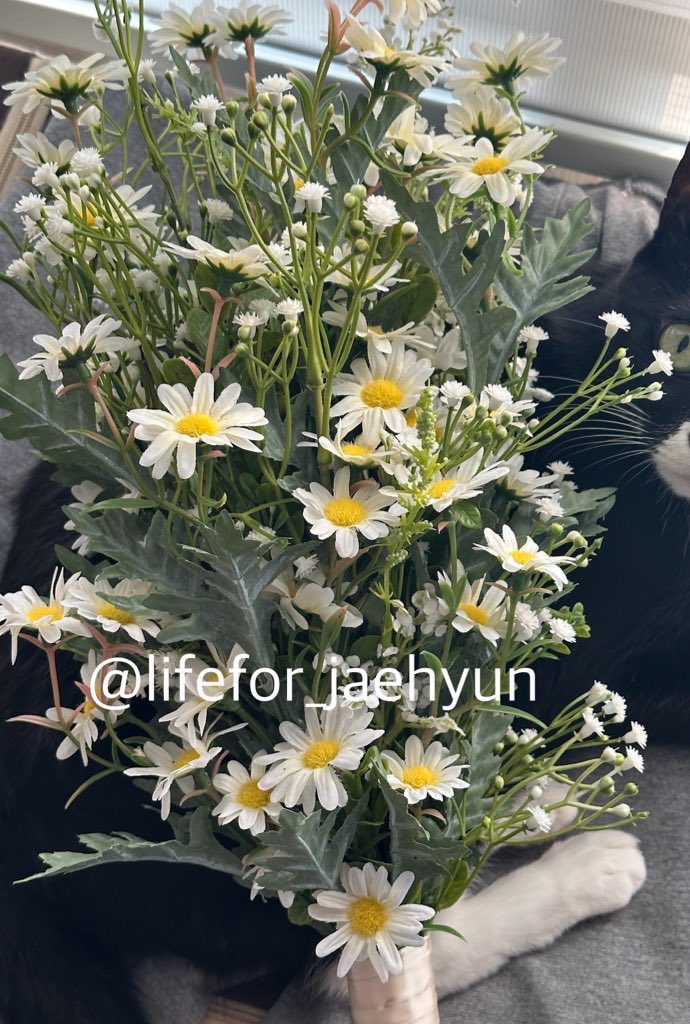 240908 재현 슴스 대면 팬싸

대면은 처음인데 올라가자마자
재현이가 ｡◠‿◠｡은은한 미소를 띠며
알아봐줘서 준비한 말을 다 까먹음...
팬들도 잘 알아보는 재현이🥹

이번 앨범에 꽃 이름이 제목인 노래가 많아서
데이지 꽃을 가져왔다고 했는데, 운 좋게 다른 꽃들과 함께 포토타임때 들어줬다.