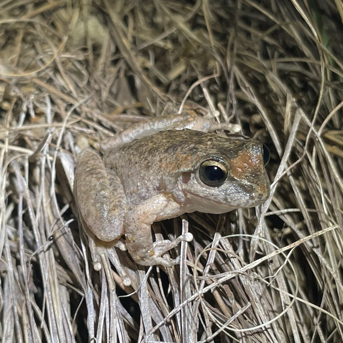 Help raise awareness for our threatened species by making an edible lookalike for the Threatened Species Bake Off! #TSBakeOff2024

Please make one better than my chai spiced Booroolong #Frog 🤣 (real frog on the right ha!)
 
Find out more: dcceew.gov.au/environment/bi…