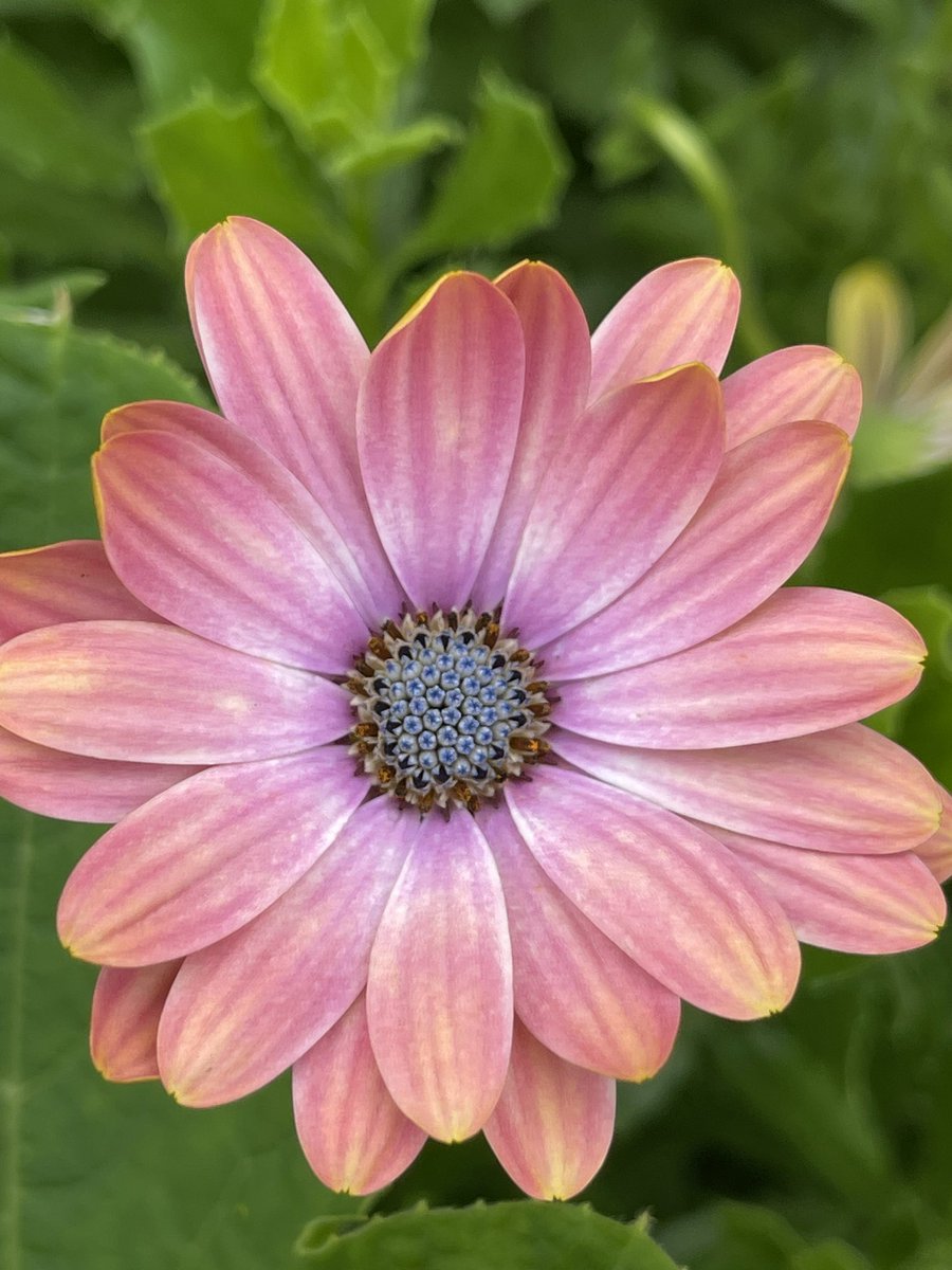 Reprise de la marche sous des températures plus clémentes.
Mon objectif est de parcourir la voie verte en totalité d’ici quelques semaines entre Halluin &amp; Roubaix 

#EnFranceAussi #MonEverest