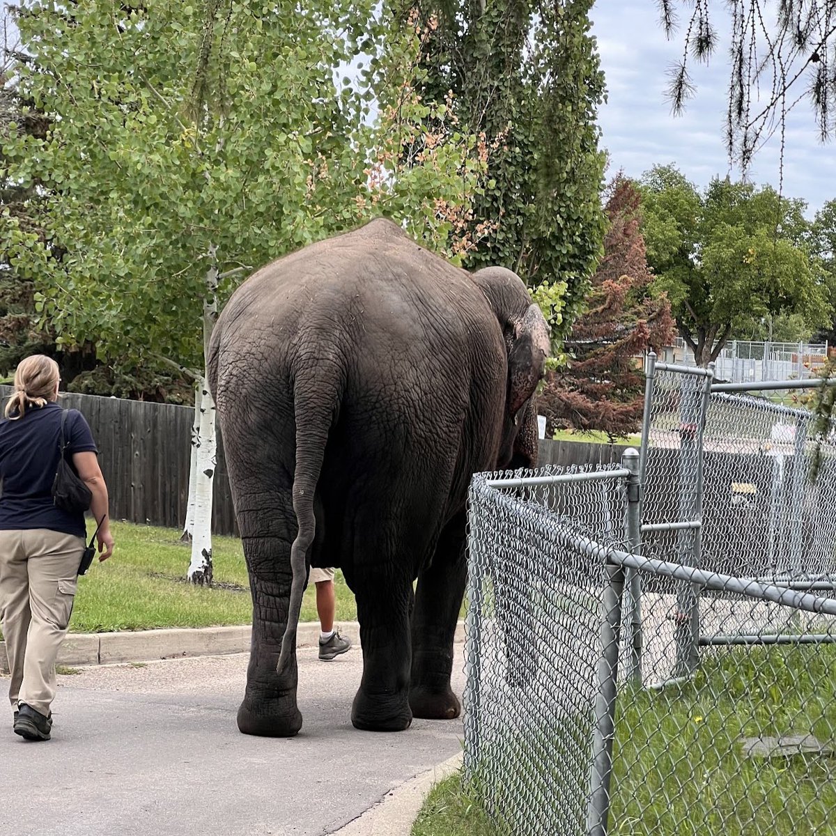 Cosmicbrigade's tweet photo. #Controlled #NoChoice #NoFreedom #NoAutonomy
#Lucy is only allowed outdoors for short controlled walks, weather permitting, which means due to Edmontons 🥶long winter climate, on many days she never gets out at all.
This is no life for an 🐘
Pls 🇨🇦 @JustinTrudeau
#FreeLucy https://t.co/0ZVeYH6nEm