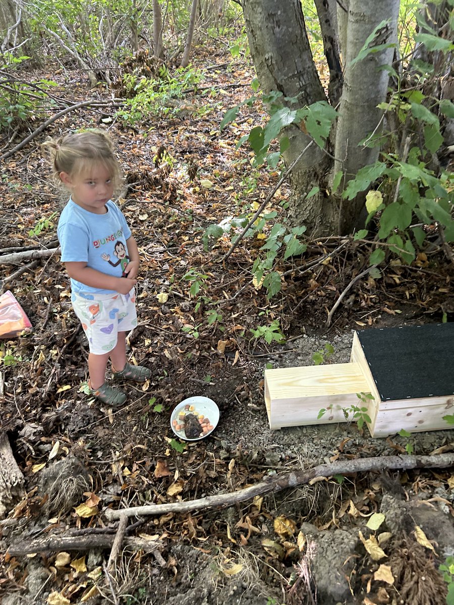 KenthLampa's tweet image. Sådärja, nu har hon placerat #igelkott hus inför vintern.
##viltvård