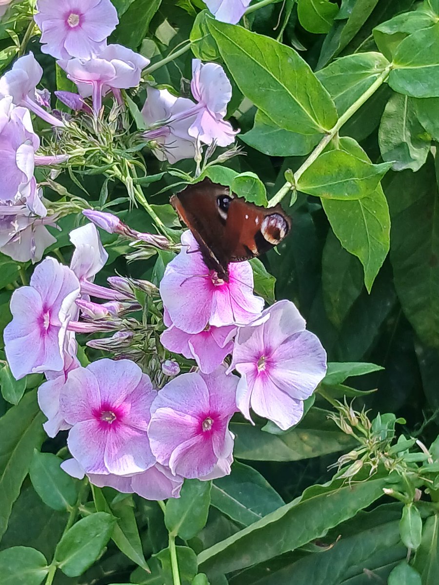 tweet media