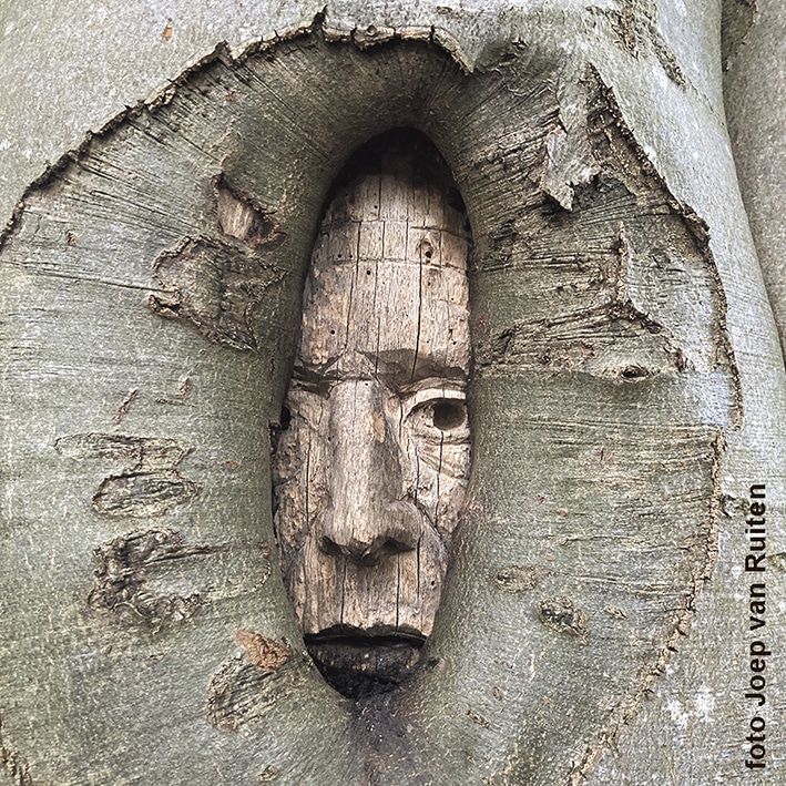 Boer wordt weer beuk! Het portret van boer Jan Hesselink uit het Friese #Oldeberkoop werd door kunstenaar Gert Sennema in een plaatselijke beukenboom gekerfd. Lees hoe het verder ging in het artikel van Rudie Kagie in #Argus: arguspers.nl/gratis-artikel… <a href="/Arguspers/">ARGUS</a> #Friesland