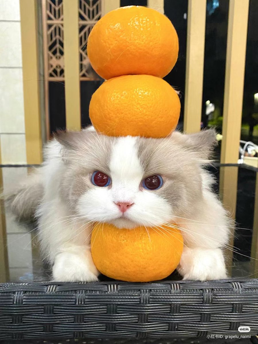 nocontextscats's tweet photo. 🍊
🍊
😺
🍊 https://t.co/bAurx7bf3r