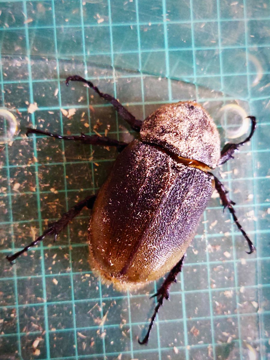 どうしてもきな粉かけたあんこ餅に見えてしまいます(⌯'ᢦ'⌯)