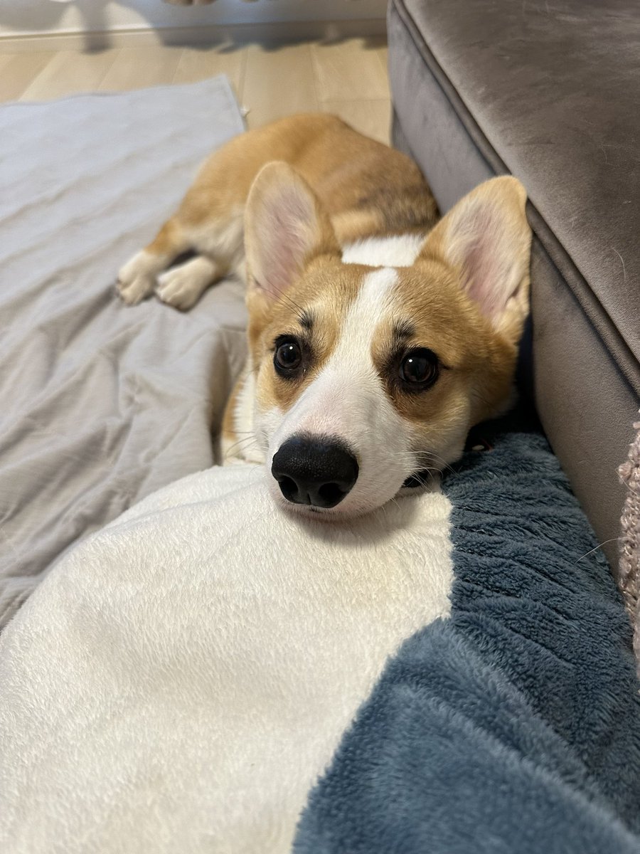 soy_lateeeee's tweet photo. あざとい、、、🥹

#コーギーのいる暮らし #コーギー #corgi #dog #犬の居る暮らし #子犬 https://t.co/4SgQAYiqlE