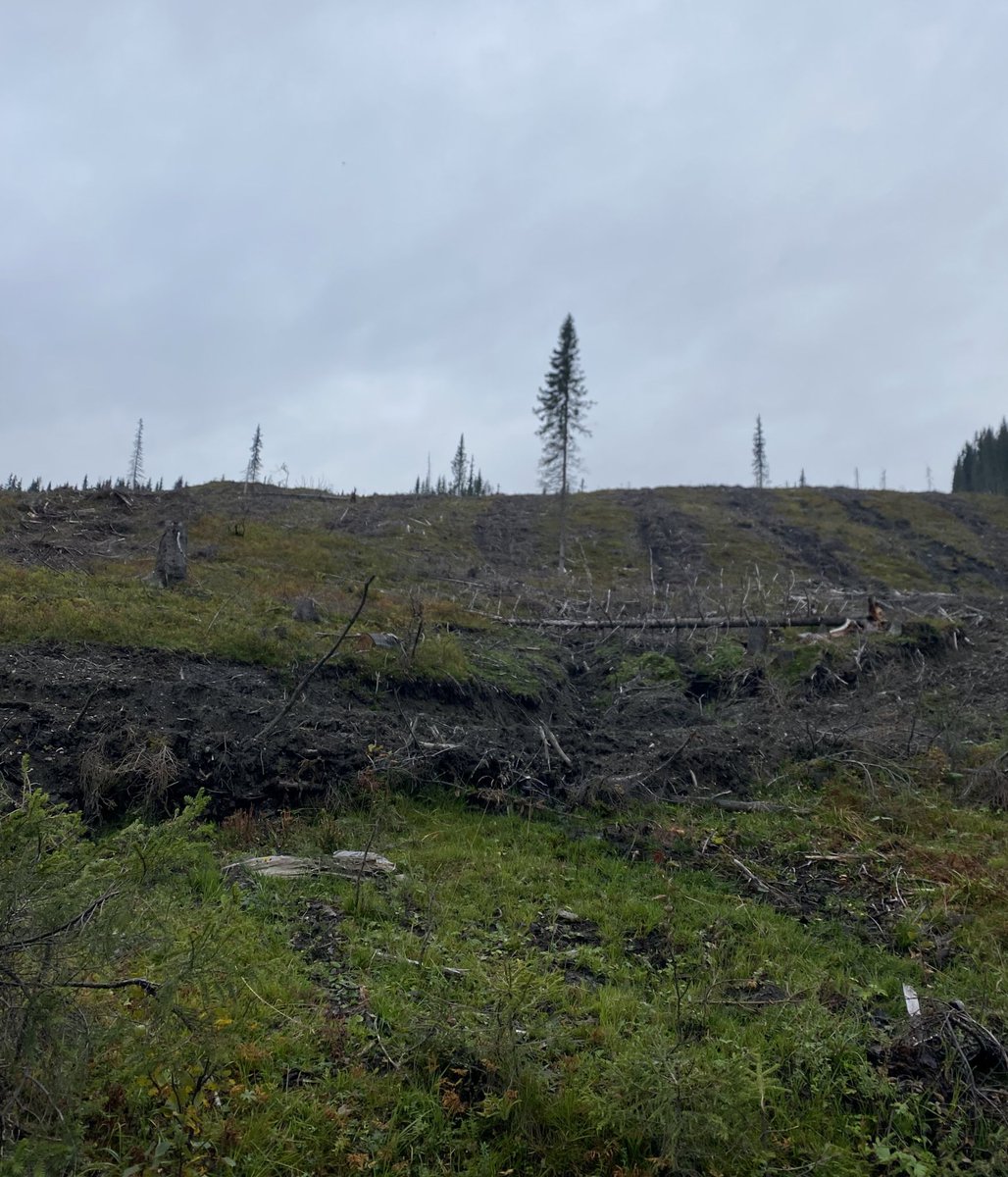 KnutQvigstad's tweet photo. Nei, slike brutale flatehogster er ikke god naturforvaltning. Det lokale økosystemet avvikles. Man inviterer til erosjon. Jordsmonnet utarmes. Naturlige karbonlagre tømmes. Norge trenger en ny skogbrukspolitikk! https://t.co/RbPcJxOo0q