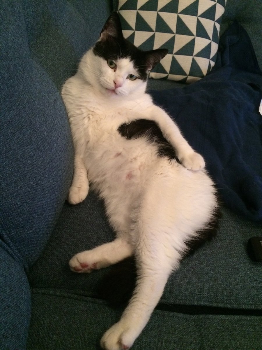 Samson T & Chester Le Cat(s) tweet media