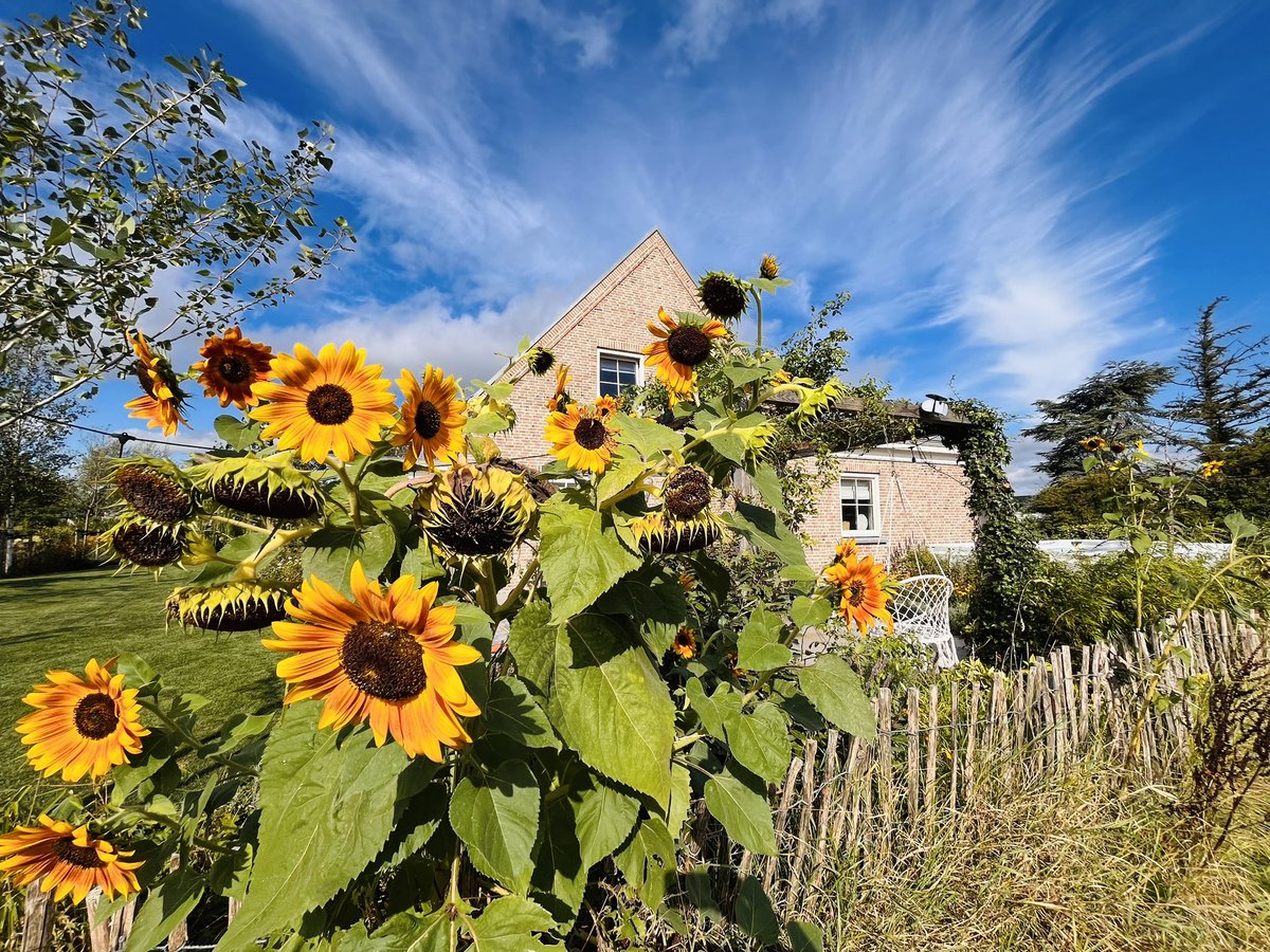 Mijn zonnebloem is gemuteerd ofzo