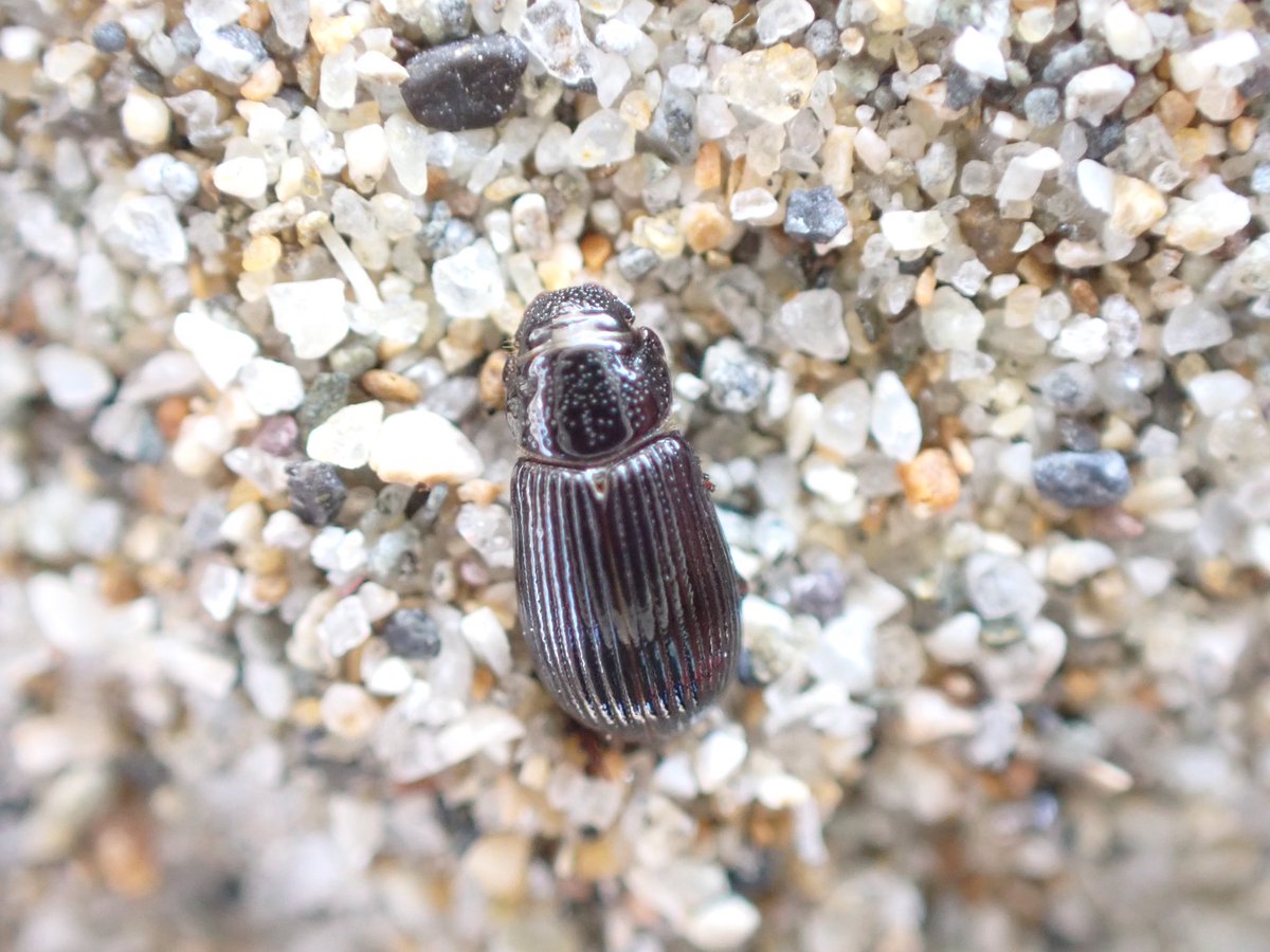 ヤマトケシマグソ
漂着した枝溜まり？の下から一杯出てくる
春の飛翔も今度見に行きたい