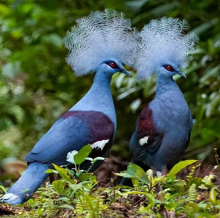 🐦Western Crowned-pigeons (Gouracristata) on the island of Waigeo, Indonesia by Phil Chaon.

#birds #birdwatching #photograghy #BirdsOfTwitter #TwitterNatureCommunity
