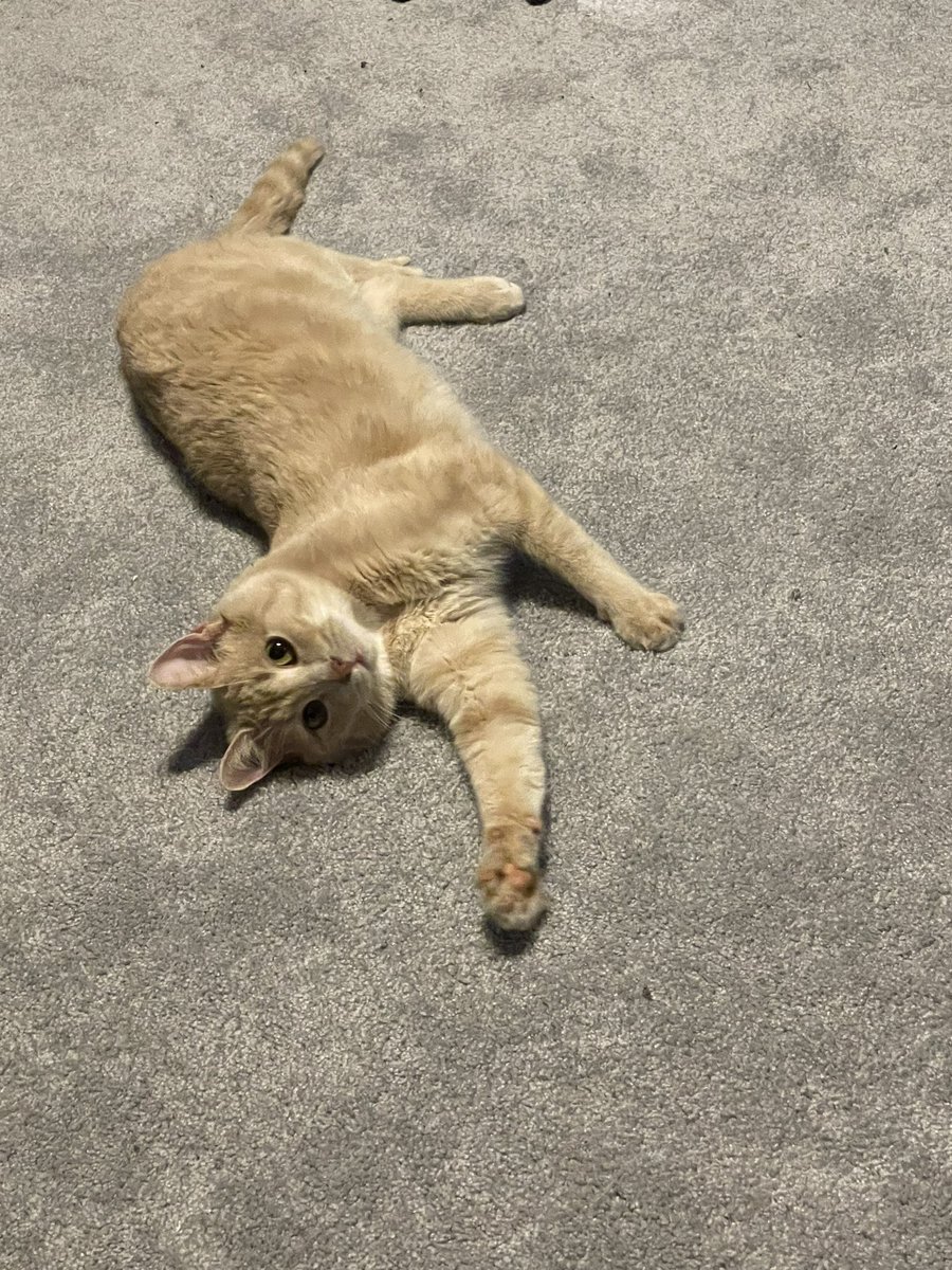BuzzTeddyCats's tweet photo. Sometimes I just like to lay on dah carpet… 🤫 https://t.co/r7UEjZ7at7