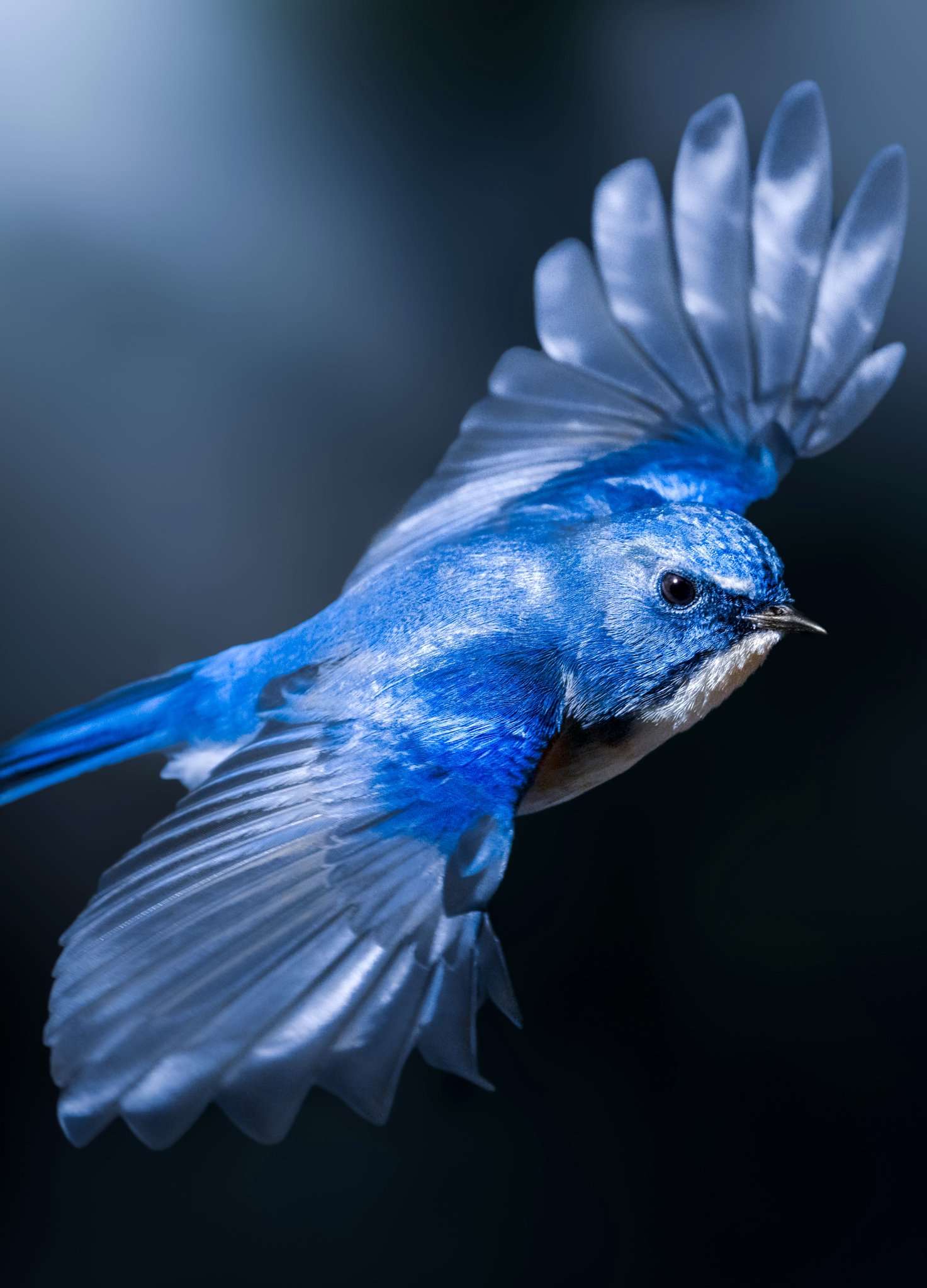 青い顔の人物画 鳥付き GW8tUZAawAA5J6U.jpg:large