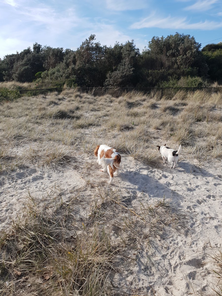 Tonight I welcome my cousin Oreo to rainbow pack. 🌈 we live together when we was small and our mummys was still teenage. We used to do the mouth wrestle, so much fun. He was 19 but now we are youthful and energetic together again 🥰