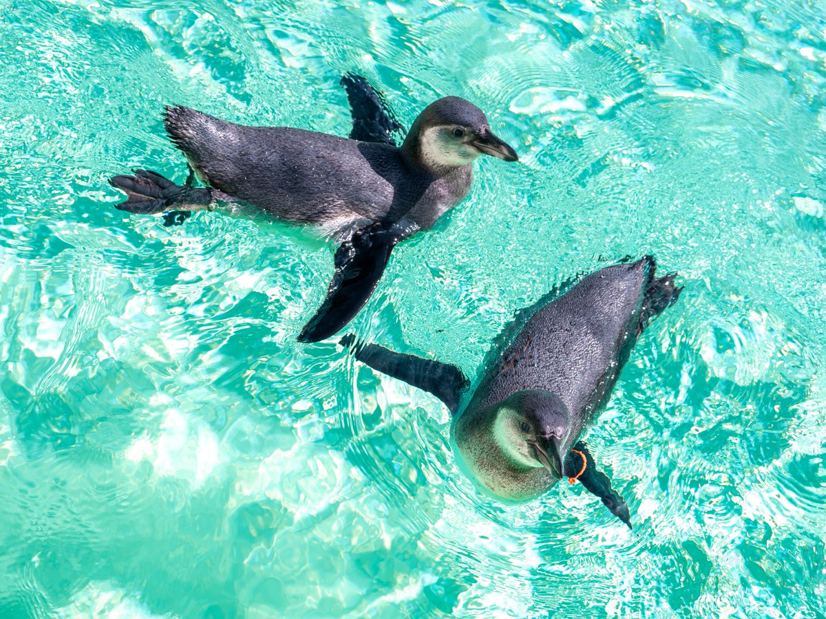 Paultons Theme Park tweet media