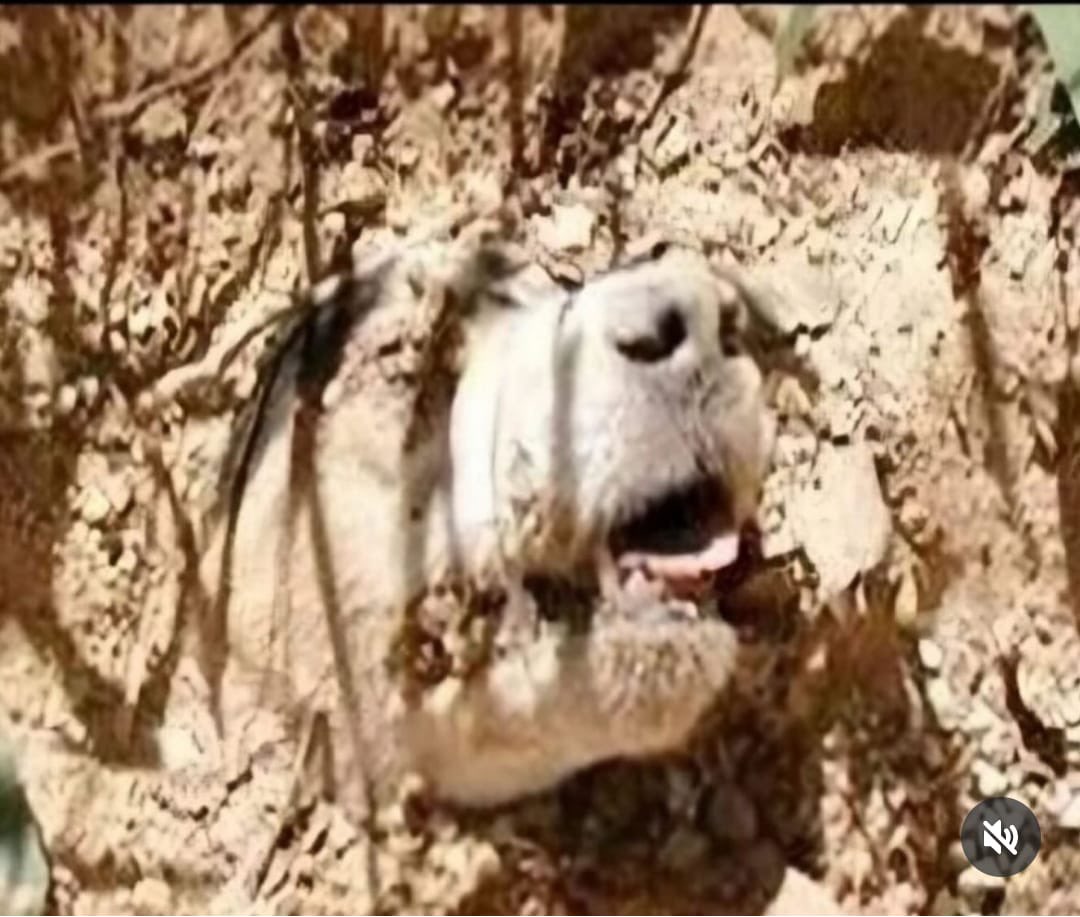 FGuardiansJapan's tweet photo. Across Turkey 🇹🇷 dogs are being rounded up & thrown into kill shelters to face imminent death this shames Turkey to world
lease become an animal-friendly country!
#AnimalGenocideTurkey
#turkey #boycottturkey https://t.co/CYISIDtZRF