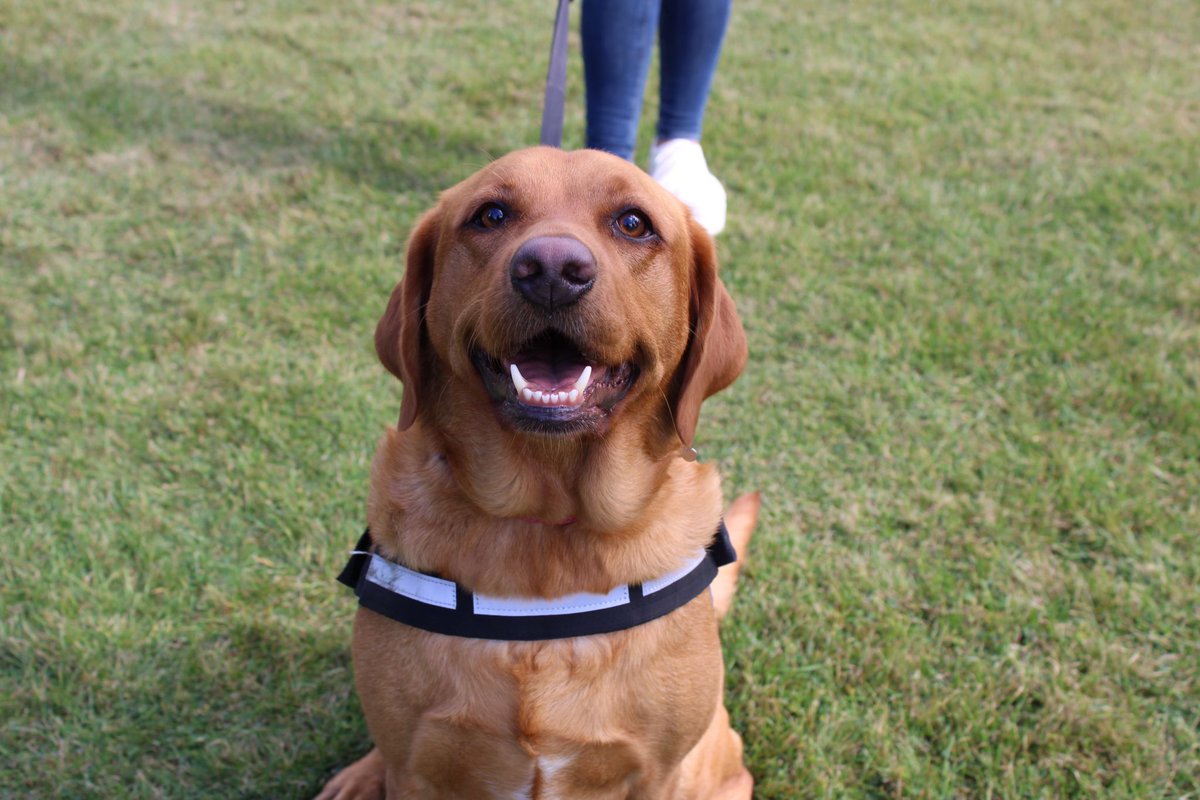 Suffolk dog day is is full swing... Or should that be wag?

There is still time to get along to Helmingham Hall to enjoy the day! Gates close at 5pm.