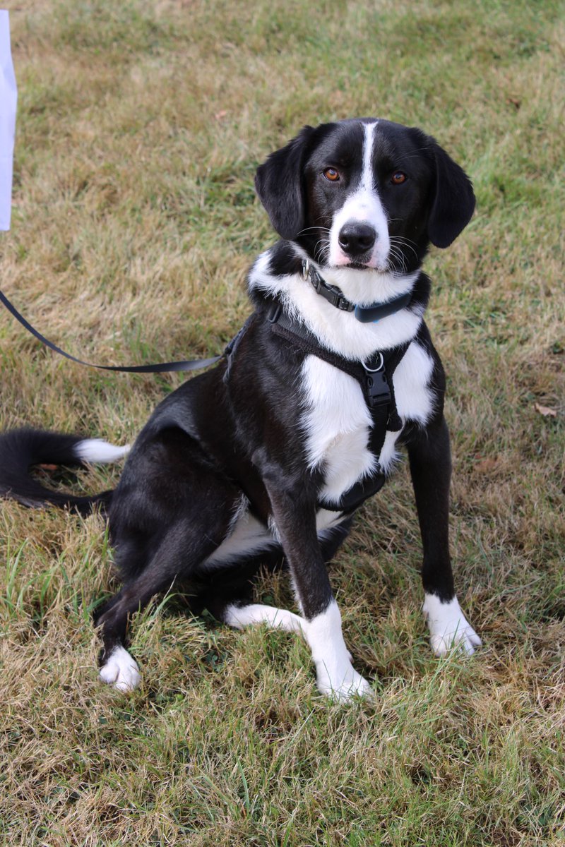 Suffolk Dog Day tweet media