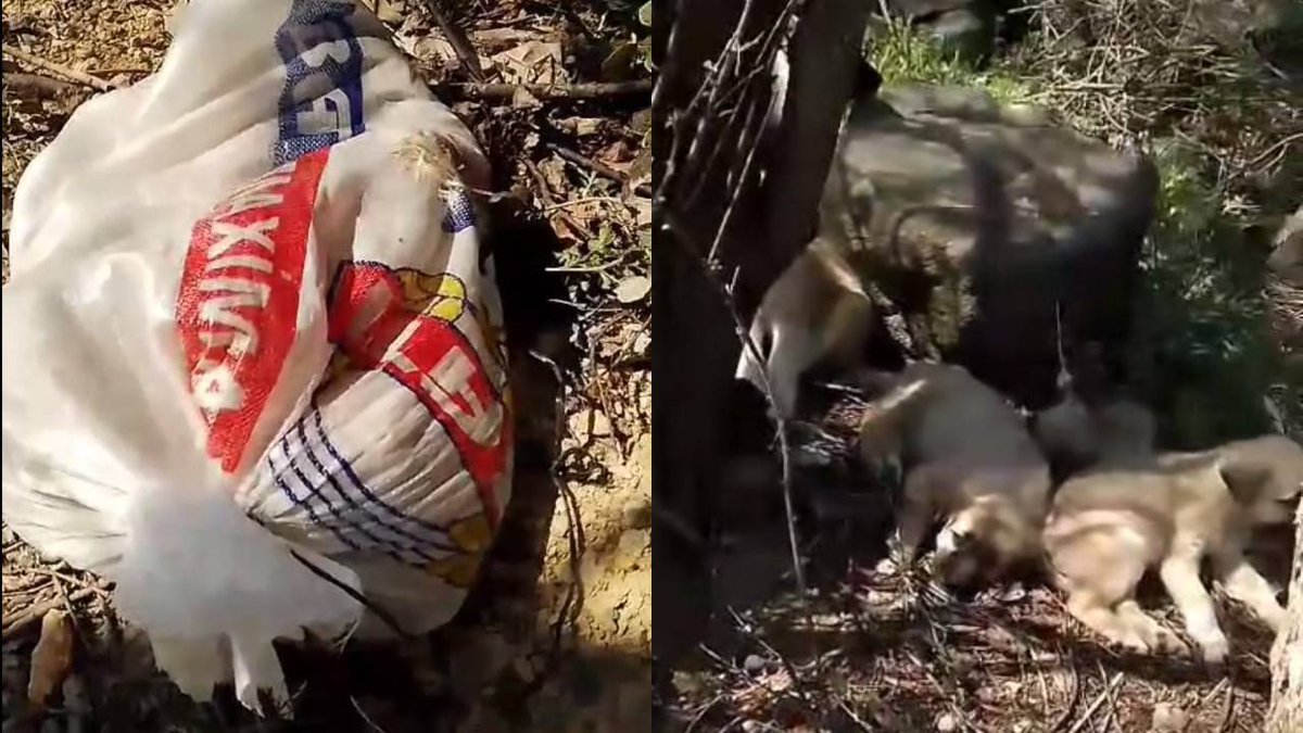 Köpekleri acımasızca çuvallara koyan zalimlerle 
Çocukları çuvallara koyan zalimler aynı . 
Çocuklara ,hayvanlara cehennem ettiğiniz dünya size cennet olmasın !