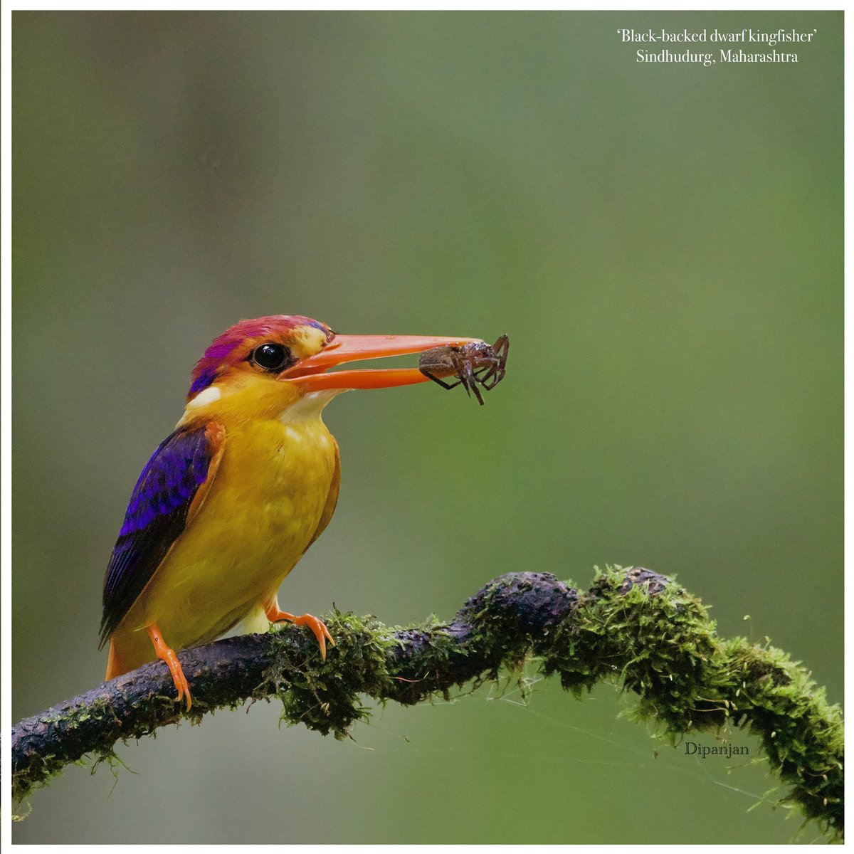 drdipanjan2005's tweet photo. Black-backed dwarf kingfisher(Ceyx erithaca) aka oriental dwarf kingfisher or three-toed kingfisher

Sindhudurg, Maharashtra
5 September 2024
Canon 800D https://t.co/AmFhOgZMqf