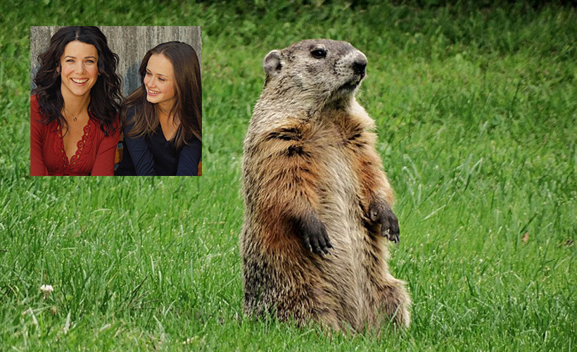 Reductress's tweet photo. Groundhog Starting Annual Rewatch of ‘Gilmore Girls’ Signals First Day of Fall: https://t.co/0ssVI5LFJf https://t.co/5AIipq6JfR