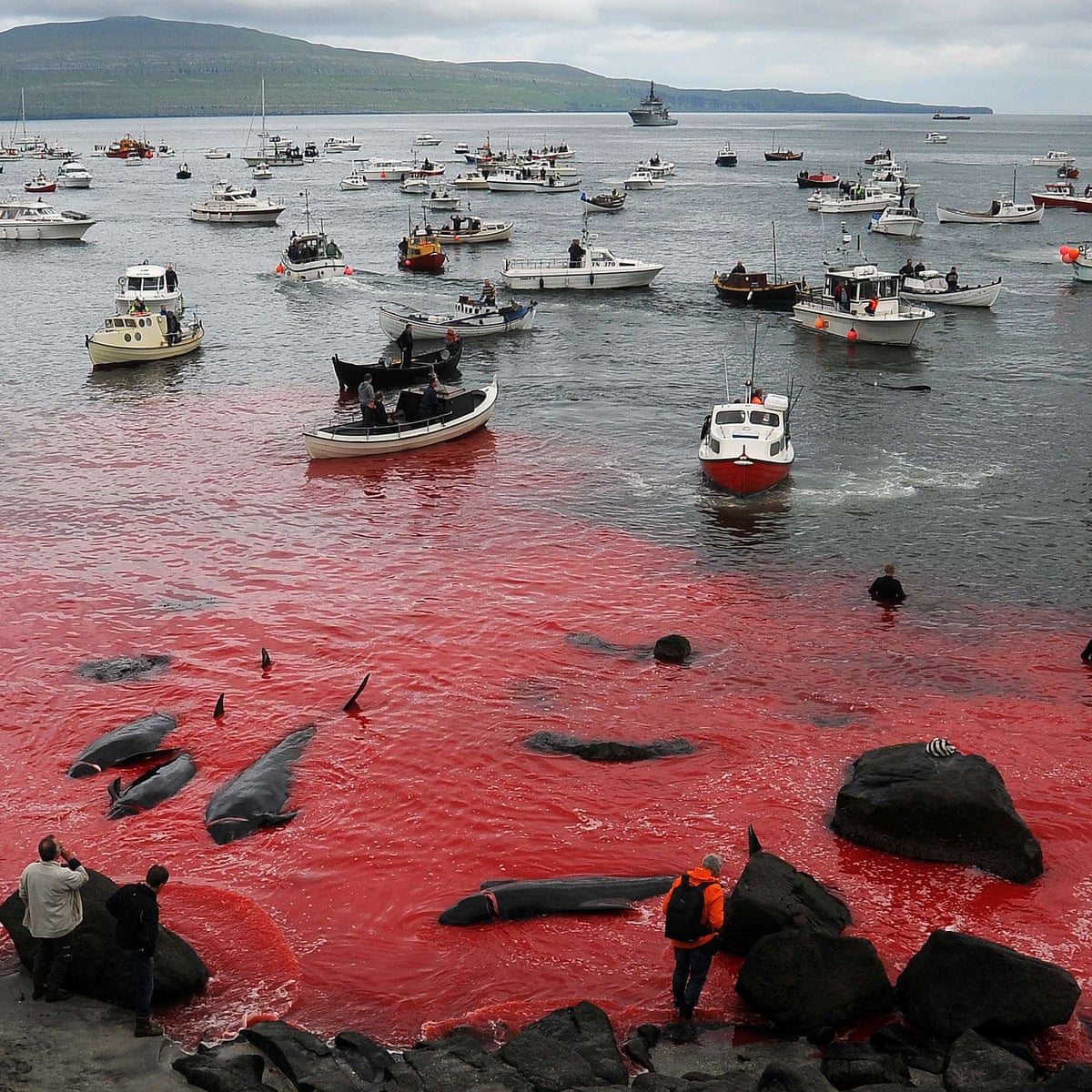 gruntvegan's tweet image. Time for a new tradition #FaroeIslands.
#STOPtheGrind
